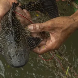 763 Kilogram Ikan Sapu-Sapu Ditangkap di Jakarta Timur