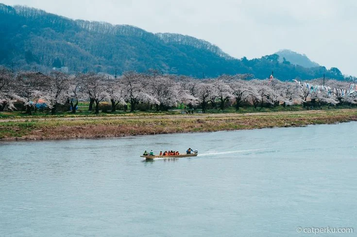 Alice Norin Menggoda Tokyo: 10 Foto Memukau Saat Berburu Sakura yang Bikin Netizen Terpana!