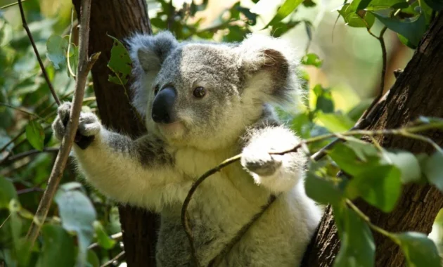 Australia Guncang Dunia: Dari Misi Bulan Hingga Penyuluhan Koala, Energi, dan Farmasi