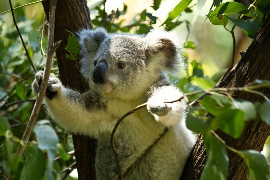 Australia Guncang Dunia: Dari Misi Bulan Hingga Penyuluhan Koala, Energi, dan Farmasi