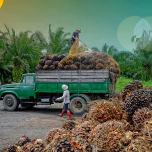 Avtur dari Kelapa Sawit: Tantangan Besar yang Masih Menggantung