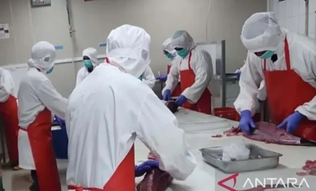 BKHIT Maluku Perketat Pengawasan Ekspor Tuna Loin