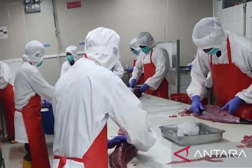 BKHIT Maluku Perketat Pengawasan Ekspor Tuna Loin