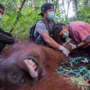 BKSDA dan YIARI Sukses Translokasi Orangutan di Kayong Utara