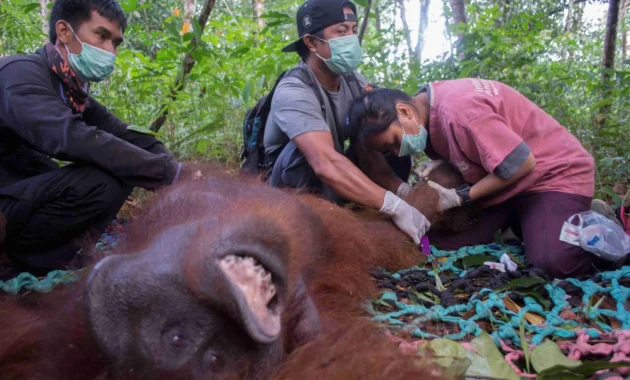 BKSDA dan YIARI Sukses Translokasi Orangutan di Kayong Utara