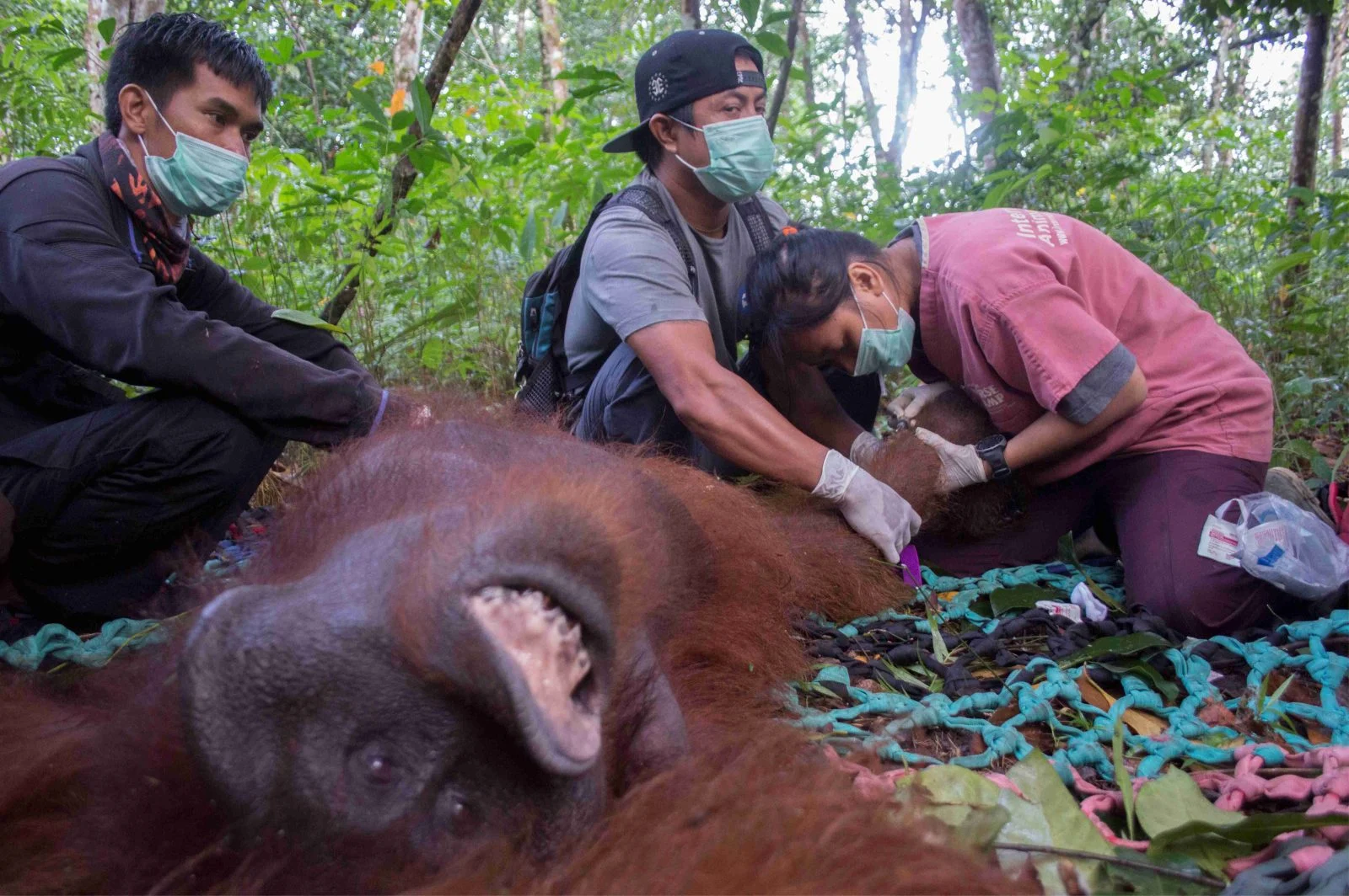 BKSDA dan YIARI Sukses Translokasi Orangutan di Kayong Utara