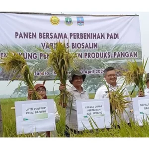 BRIN Kembangkan Padi Biosalin Tahan Cuaca Ekstrem, Solusi Ketahanan Pangan di Wilayah Pesisir