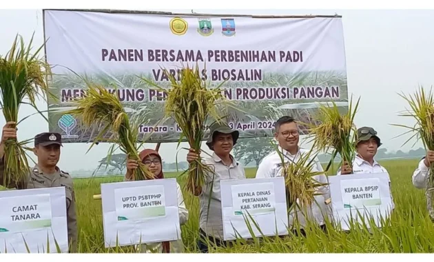 BRIN Kembangkan Padi Biosalin Tahan Cuaca Ekstrem, Solusi Ketahanan Pangan di Wilayah Pesisir