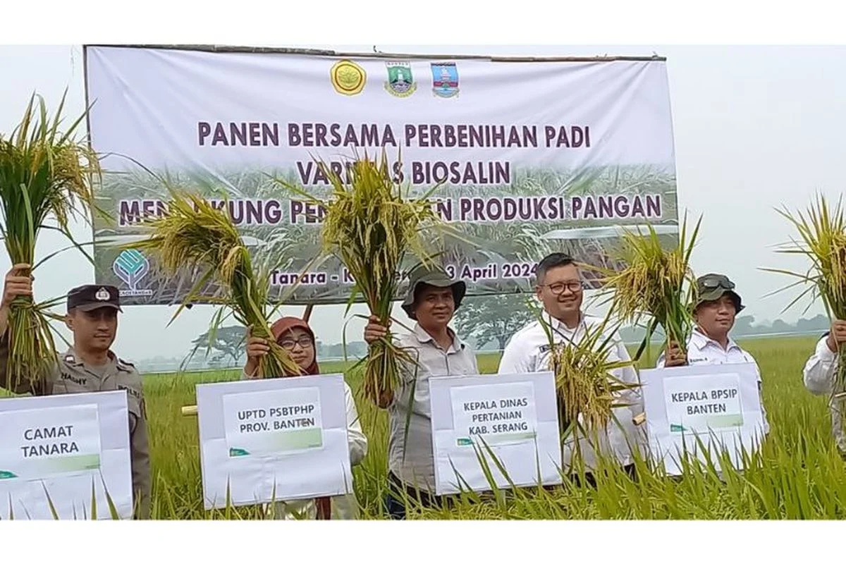 BRIN Kembangkan Padi Biosalin Tahan Cuaca Ekstrem, Solusi Ketahanan Pangan di Wilayah Pesisir