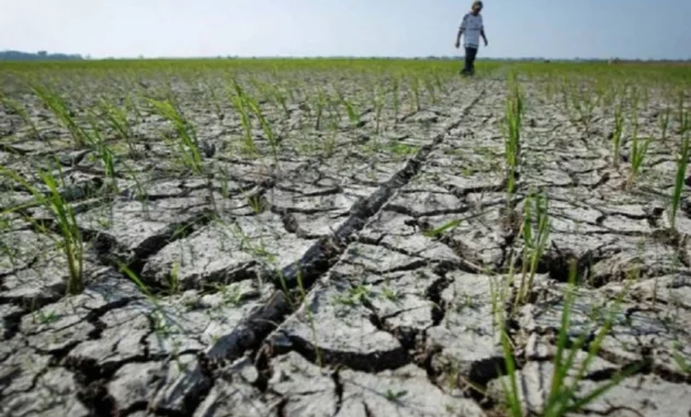 Bulog Perkuat Strategi Menghadapi Potensi Kemarau Panjang Akibat El Nino