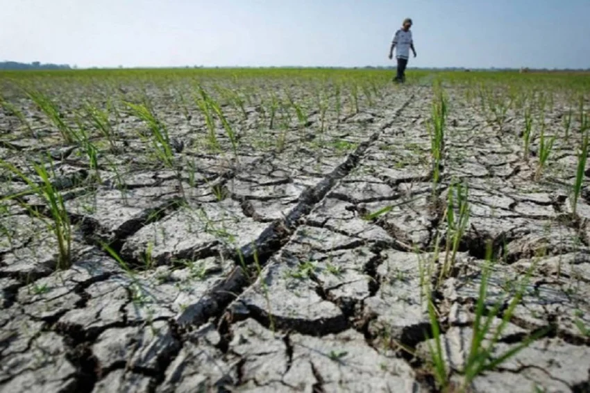 Bulog Perkuat Strategi Menghadapi Potensi Kemarau Panjang Akibat El Nino