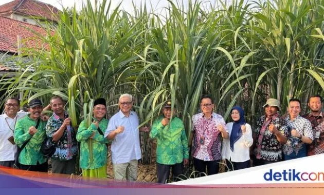 Bulog Tegaskan Komitmen Dukung Petani Tebu Blora