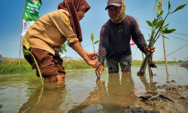 Bupati Badung Tanam Mangrove, Dorong Upaya Pelestarian Lingkungan