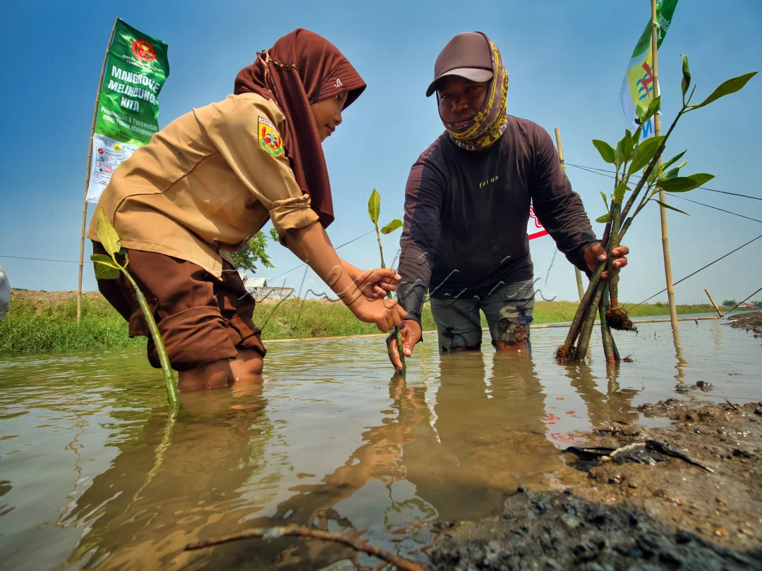 Bupati Badung Tanam Mangrove, Dorong Upaya Pelestarian Lingkungan