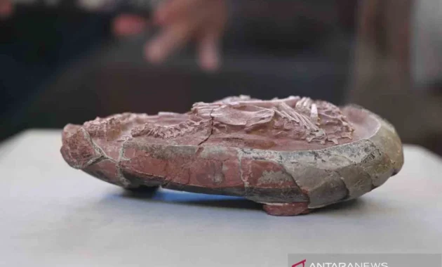 China Kembangkan Lapisan Nano untuk Lindungi Fosil Telur Dinosaurus