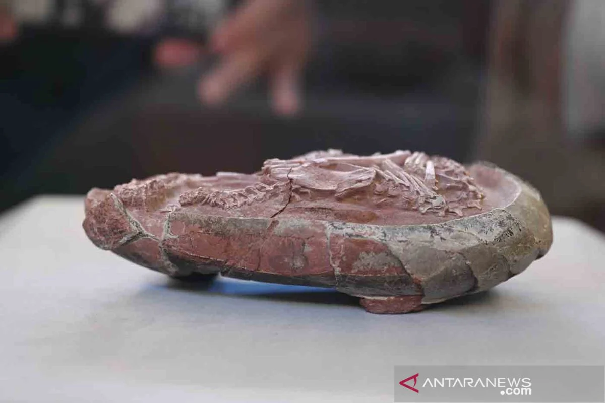 China Kembangkan Lapisan Nano untuk Lindungi Fosil Telur Dinosaurus