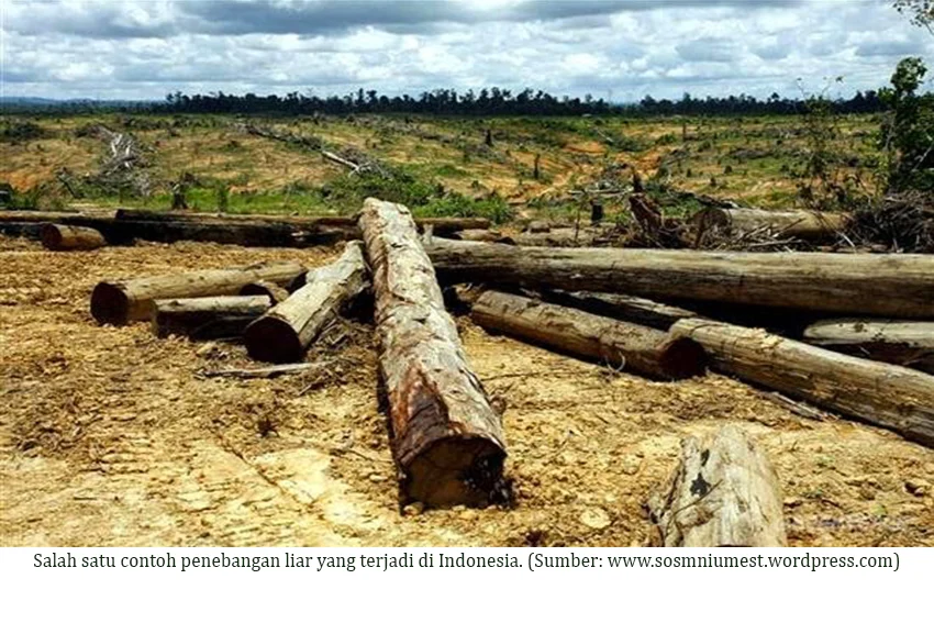 Deforestasi Hutan Indonesia Meningkat ke 433.751 Ha pada 2025, Program Ketahanan Pangan Prabowo Disorot