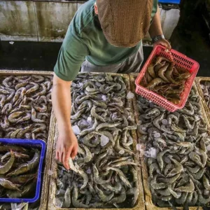 Ekspor udang Waingapu diproyeksikan capai Rp4,85 triliun per tahun