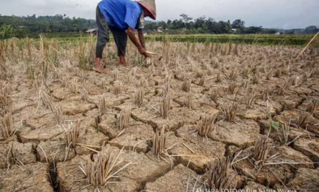 El Nino ‘Godzilla’ Mengancam Indonesia: Kemarau Panjang, Panas Ekstrem, dan Risiko Ketahanan Pangan