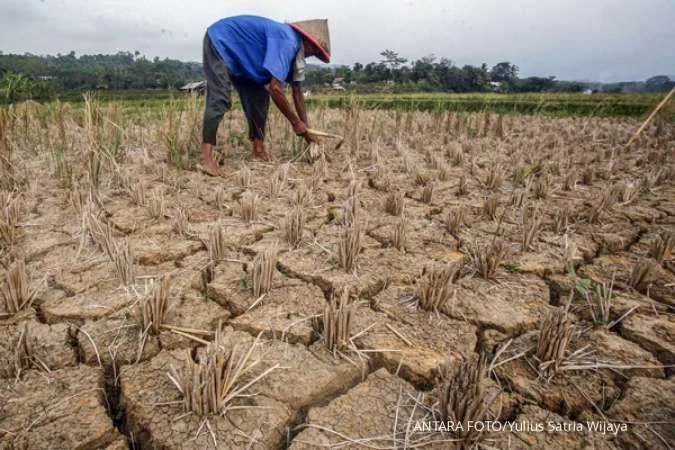 El Nino ‘Godzilla’ Mengancam Indonesia: Kemarau Panjang, Panas Ekstrem, dan Risiko Ketahanan Pangan