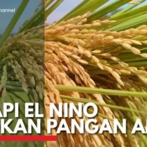 Hadapi El Nino Godzila, Stok Pangan RI Aman hingga 11 Bulan ke Depan