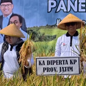 Harga Gabah Di Atas HPP, Pemkab Ponorogo Gelar Panen Raya