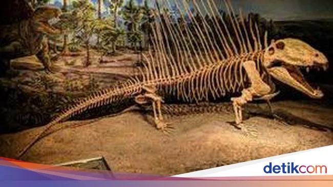Ilmuwan China Telusuri Kehidupan Hewan Purba Sebelum Ledakan Kambrium