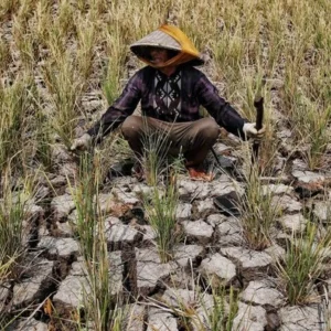 Indonesia Siap Hadapi Godzilla El Nino: Mentan Janjikan Stok Pangan Aman di Tengah Ancaman Kemarau Ekstrem