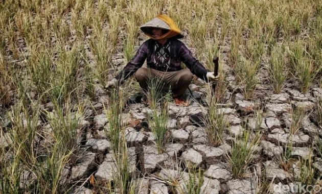 Indonesia Siap Hadapi Godzilla El Nino: Mentan Janjikan Stok Pangan Aman di Tengah Ancaman Kemarau Ekstrem