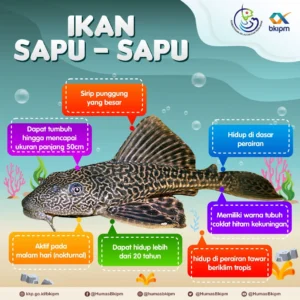 Ini Bahaya Makan Ikan Sapu‑Sapu, Kata Pejabat Dinkes Jakarta