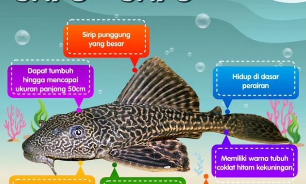 Ini Bahaya Makan Ikan Sapu‑Sapu, Kata Pejabat Dinkes Jakarta