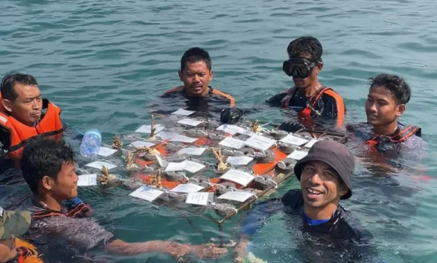Jaga Ekosistem Pulau Messah, MPMX Lakukan Transplantasi Terumbu Karang