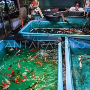 Jeritan Pedagang Ikan Hias Cengkareng: Sepi Pembeli, Pembinaan Belum Optimal