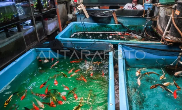 Jeritan Pedagang Ikan Hias Cengkareng: Sepi Pembeli, Pembinaan Belum Optimal