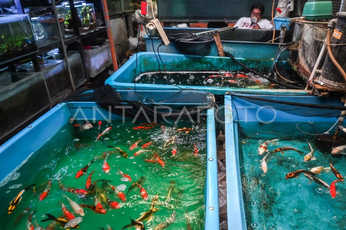 Jeritan Pedagang Ikan Hias Cengkareng: Sepi Pembeli, Pembinaan Belum Optimal