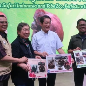 Jodohkan Hayato dengan Jennifer, Jepang Gandeng Indonesia untuk Kembangbiakkan Orang Utan