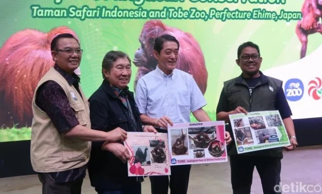 Jodohkan Hayato dengan Jennifer, Jepang Gandeng Indonesia untuk Kembangbiakkan Orang Utan Jodohkan Hayato dengan Jennifer, Jepang Gandeng Indonesia untuk Kembangbiakkan Orang Utan