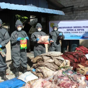 Karantina Papua Musnahkan 4,19 Ton Komoditas Tak Layak Konsumsi
