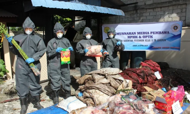 Karantina Papua Musnahkan 4,19 Ton Komoditas Tak Layak Konsumsi