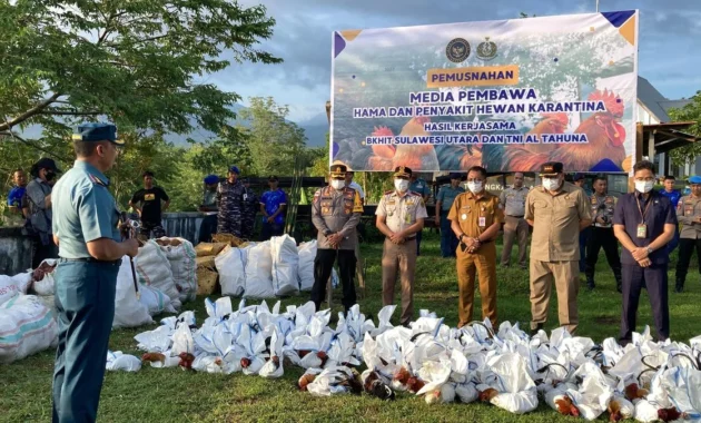 Karantina Sulut-Ditpolairud Musnahkan Ratusan Ekor Ayam dari Filipina