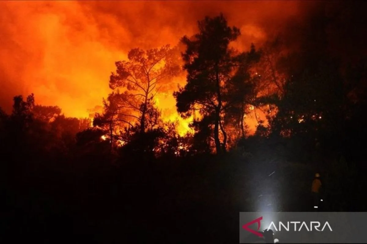 Kebakaran Hutan di Jepang Terus Meluas, 3.000 Orang Dievakuasi