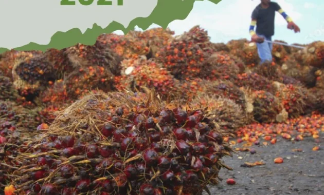 Kelapa Sawit Indonesia Hadapi Tantangan Penyakit, Harga Naik, dan Dorongan B50: Solusi Peremajaan serta Kebijakan Baru