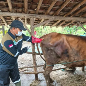 Kementan Gencarkan Inseminasi Buatan di 20 Provinsi untuk Capai Target 142.500 Pedet