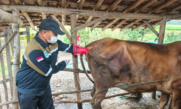 Kementan Gencarkan Inseminasi Buatan di 20 Provinsi untuk Capai Target 142.500 Pedet
