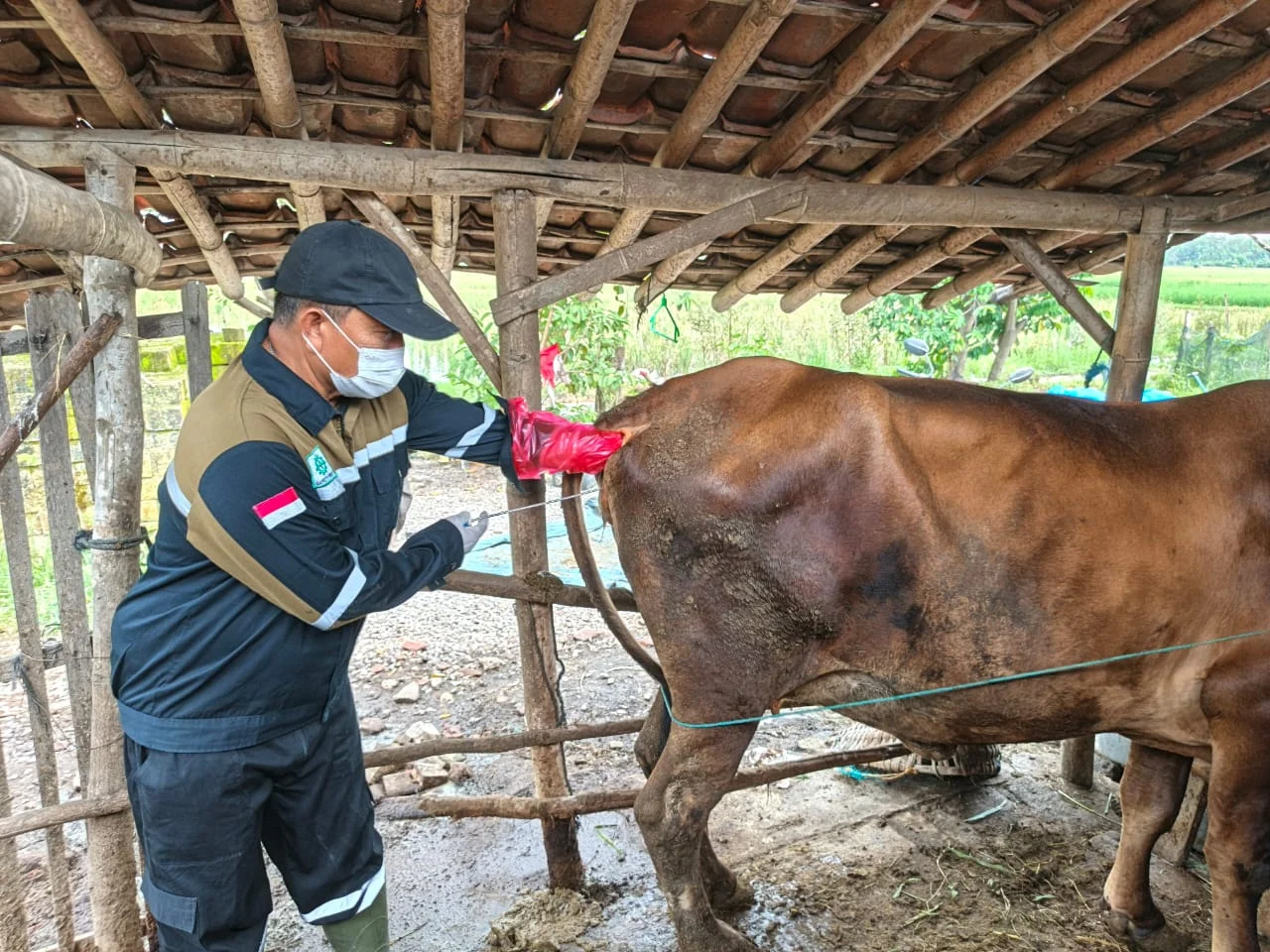 Kementan Gencarkan Inseminasi Buatan di 20 Provinsi untuk Capai Target 142.500 Pedet