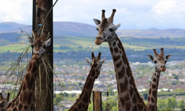 Kenangan Abadi Doug Allan di Edinburgh Zoo: Dari Layar Kamera ke Panggung Konservasi