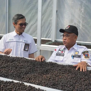 Kopi Tebat Benawa Pusri, Tumbuhkan Harapan Petani di Gunung Dempo