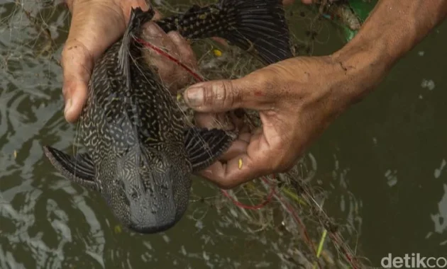 KPKP Jakarta Timur Dorong Penangkapan Ikan Sapu-sapu di Setiap Kecamatan