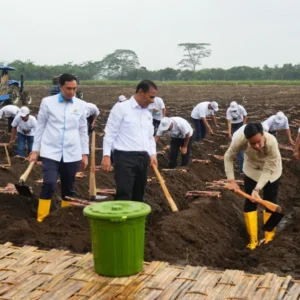 KSO Kebun Dhoho Kediri Siapkan Panen Tebu Besar-besaran untuk Capaian Swasembada Gula