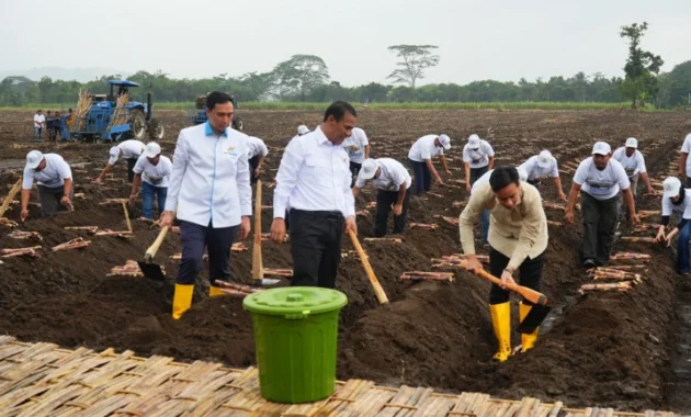 KSO Kebun Dhoho Kediri Siapkan Panen Tebu Besar-besaran untuk Capaian Swasembada Gula